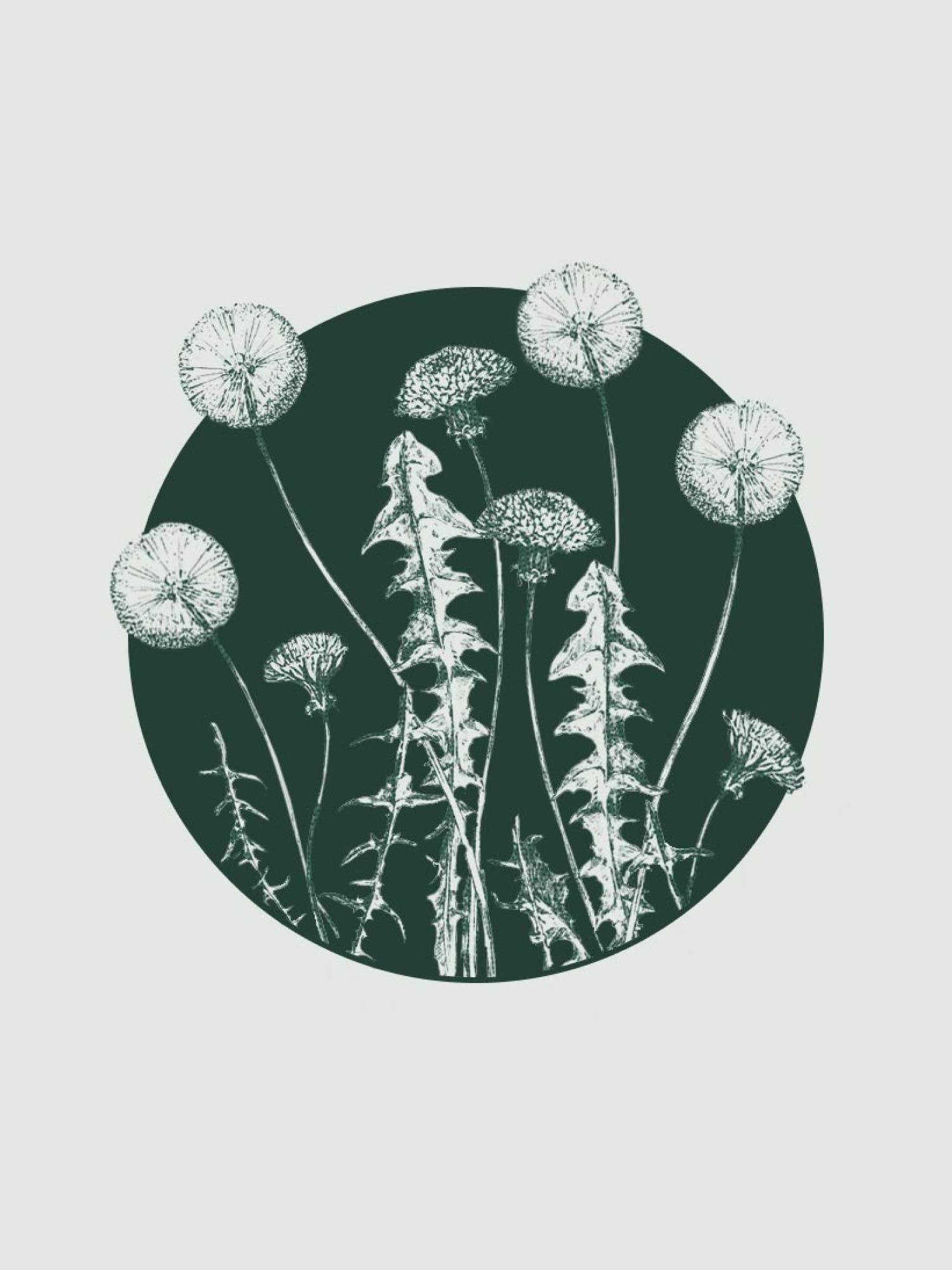 Illustration with medicinal plants Illustration with medicinal plants
